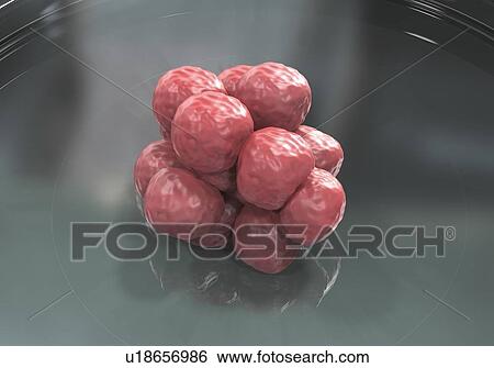 Stock Photograph - Human blastocyst in Petri dish. Conceptual computer illustration of artificial fertilization.. Fotosearch