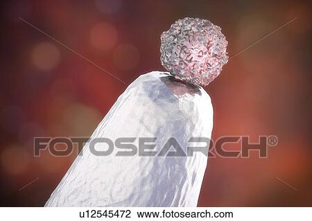 Stock Image - Human embryonic stem cell on a pin tip, conceptual computer illustration.. Fotosearch