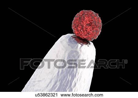 Stock Image - Human embryonic stem cell on a pin tip, conceptual computer illustration.. Fotosearch