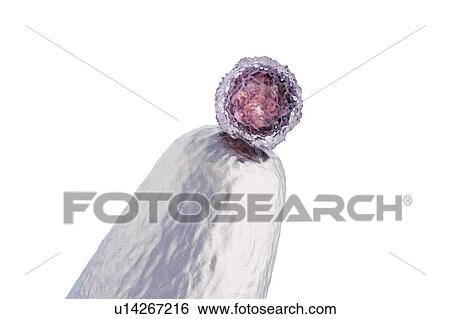 Stock Photograph - Human embryonic stem cell on a pin tip, conceptual computer illustration.. Fotosearch