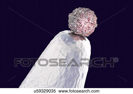 Stock Photography - Human embryonic stem cell on a pin tip, conceptual computer illustration.. Fotosearch