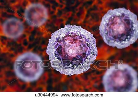 Picture - Human embryonic stem cells, computer illustration.. Fotosearch