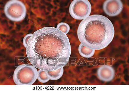 Stock Image - Human embryonic stem cells, computer illustration.. Fotosearch