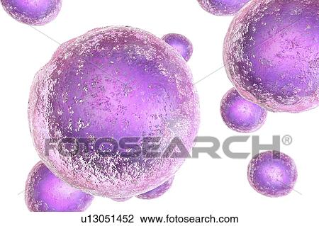Stock Image - Human embryonic stem cells, computer illustration.. Fotosearch
