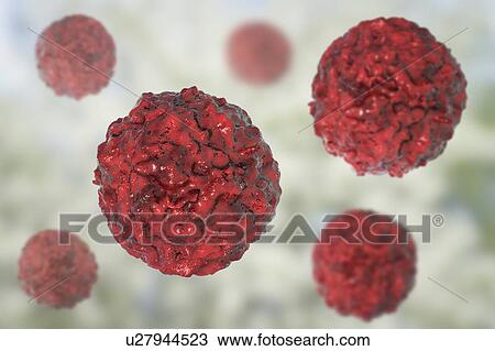 Stock Image - Human embryonic stem cells, computer illustration.. Fotosearch