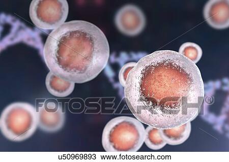Stock Image - Human embryonic stem cells, computer illustration.. Fotosearch