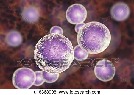 Stock Photo - Human embryonic stem cells, computer illustration.. Fotosearch