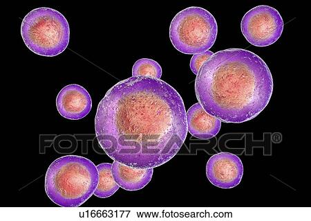 Stock Photo - Human embryonic stem cells, computer illustration.. Fotosearch
