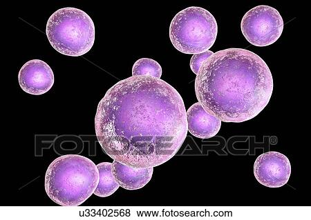 Human embryonic stem cells, computer illustration. View Large Photo Image Stock Photo - Human embryonic stem cells, computer illustration.. Fotosearch