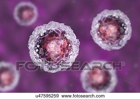 Stock Photo - Human embryonic stem cells, computer illustration.. Fotosearch