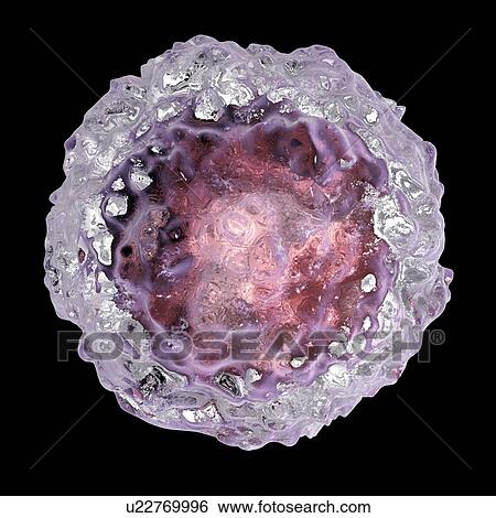 Stock Photograph - Human embryonic stem cells, computer illustration.. Fotosearch
