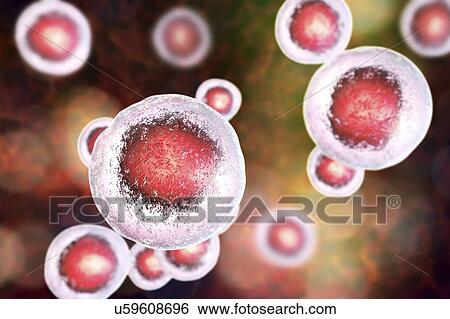 Human embryonic stem cells, computer illustration. View Large Photo Image Stock Photograph - Human embryonic stem cells, computer illustration.. Fotosearch