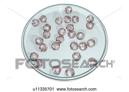 Stock Image - Human embryonic stem cells in Petri dish, computer illustration.. Fotosearch