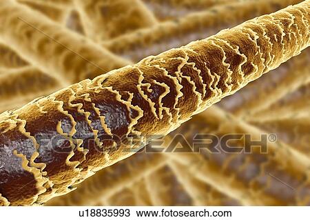 Stock Image - Human hair shafts, computer illustration. The outer layer of the hair shaft (the cuticle) can be seen, with overlapping scales of dead cells. The scales are thought to be important in preventing matting of the hair. Hair is made up of dead cells.... Fotosearch