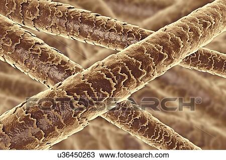 Stock Image - Human hair shafts, computer illustration. The outer layer of the hair shaft (the cuticle) can be seen, with overlapping scales of dead cells. The scales are thought to be important in preventing matting of the hair. Hair is made up of dead cells.... Fotosearch