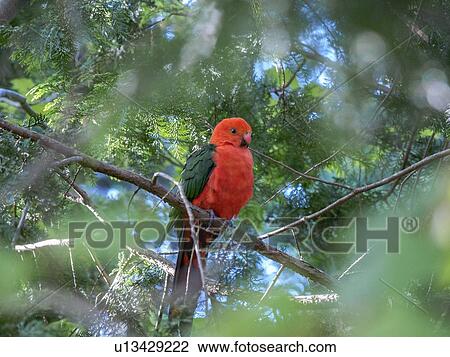 King parrot in tree View Large Photo Image Stock Image - King parrot in tree. Fotosearch
