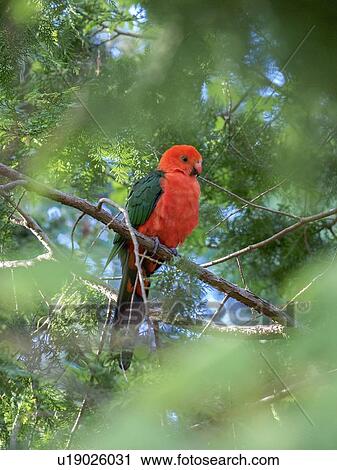 Stock Image - King parrot in tree. Fotosearch