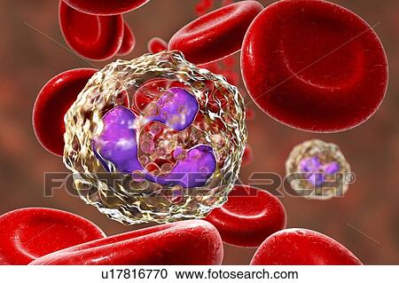 Stock Image - Neutrophil white blood cells, computer illustration. Neutrophils are the most abundant white blood cell and are part of the body's immune system.. Fotosearch