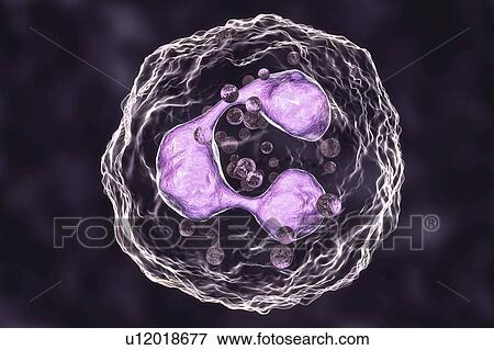 Stock Photo - Neutrophil white blood cells, computer illustration. Neutrophils are the most abundant white blood cell and are part of the body's immune system.. Fotosearch