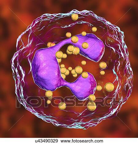 Neutrophil white blood cells, computer illustration. Neutrophils are the most abundant white blood cell and are part of the body's immune system. View Large Photo Image Stock Photo - Neutrophil white blood cells, computer illustration. Neutrophils are the most abundant white blood cell and are part of the body's immune system.. Fotosearch