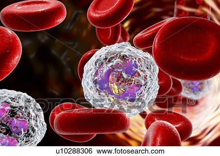 Stock Photograph - Neutrophil white blood cells, computer illustration. Neutrophils are the most abundant white blood cell and are part of the body's immune system.. Fotosearch