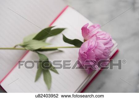 Peony lying on note pad View Large Photo Image Stock Image - Peony lying on note pad. Fotosearch