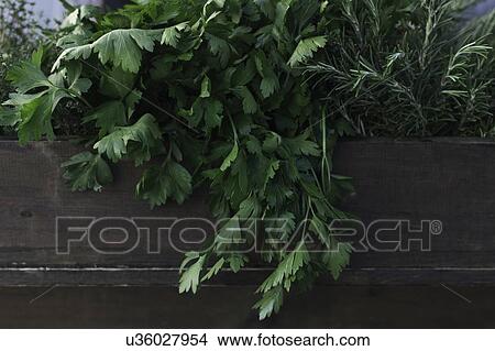 Plants in pots View Large Photo Image Picture - Plants in pots. Fotosearch