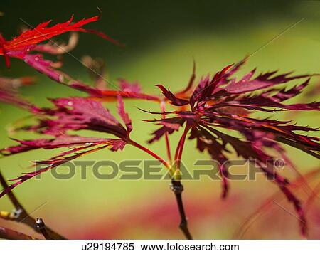 Stock Photography - Red maple leaves. Fotosearch