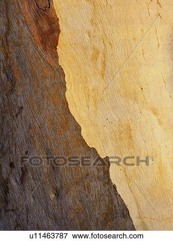 Stock Photo - Rock formations in Blue Mountains National Park. Fotosearch