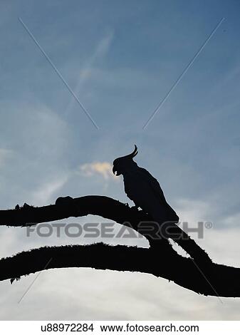 Picture - Silhouette of cockatoo on branches. Fotosearch