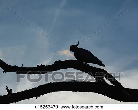 Silhouette of cockatoo on branches View Large Photo Image Stock Photo - Silhouette of cockatoo on branches. Fotosearch