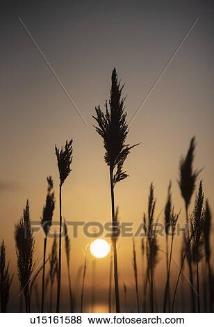 Silhouettes of grass at sunset View Large Photo Image Stock Photo - Silhouettes of grass at sunset. Fotosearch