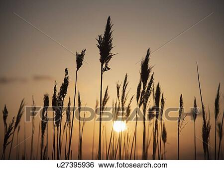Silhouettes of grass at sunset View Large Photo Image Stock Photograph - Silhouettes of grass at sunset. Fotosearch