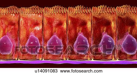 Stock Image - Simple columnar epithelium, computer illustration.. Fotosearch