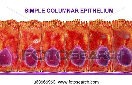 Simple columnar epithelium, computer illustration. View Large Photo Image Stock Image - Simple columnar epithelium, computer illustration.. Fotosearch