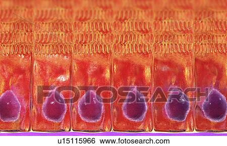 Stock Photograph - Simple columnar epithelium, computer illustration.. Fotosearch