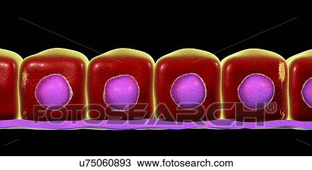 Simple cuboidal epithelium, computer illustration. View Large Photo Image Stock Image - Simple cuboidal epithelium, computer illustration.. Fotosearch