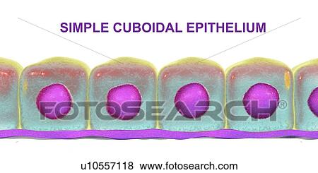 Stock Photo - Simple cuboidal epithelium, computer illustration.. Fotosearch