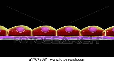 Simple squamous epithelium, computer illustration. View Large Photo Image Stock Image - Simple squamous epithelium, computer illustration.. Fotosearch