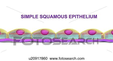 Stock Image - Simple squamous epithelium, computer illustration.. Fotosearch