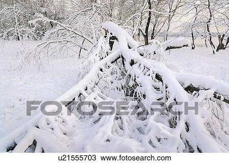 Stock Image - Snow on fallen tree. Fotosearch
