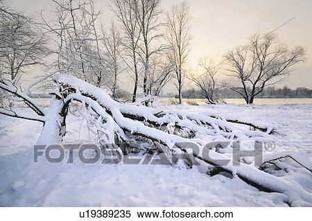 Stock Photography - Snow on fallen tree. Fotosearch