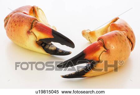 Stock Photography - Stone crab claws on white background. Fotosearch