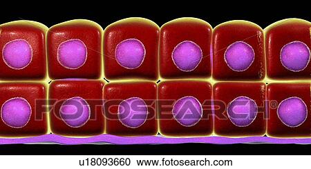 Stratified cuboidal epithelium, computer illustration. View Large Photo Image Stock Image - Stratified cuboidal epithelium, computer illustration.. Fotosearch