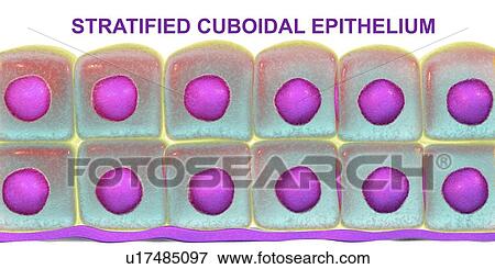 Stratified cuboidal epithelium, computer illustration. View Large Photo Image Stock Photo - Stratified cuboidal epithelium, computer illustration.. Fotosearch