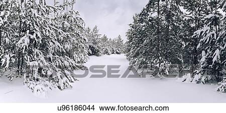 Picture - Trees in snow. Fotosearch