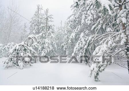 Stock Photo - Trees in snow. Fotosearch
