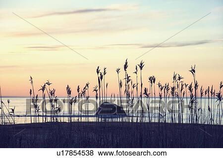 USA, Massachusetts, Cape Cod, Orleans, Marram grass at beach View Large Photo Image Stock Photo - USA, Massachusetts, Cape Cod, Orleans, Marram grass at beach. Fotosearch