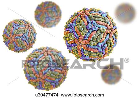 West Nile virus particle, computer illustration. West Nile virus (WNV) is known to cause encephalitis in humans. The WNV belongs to the flavivirus group, which are RNA (ribonucleic acid) viruses that are surrounded by an outer protein envelope. WNV is... View Large Photo Image Picture - West Nile virus particle, computer illustration. West Nile virus (WNV) is known to cause encephalitis in humans. The WNV belongs to the flavivirus group, which are RNA (ribonucleic acid) viruses that are surrounded by an outer protein envelope. WNV is.... Fotosearch