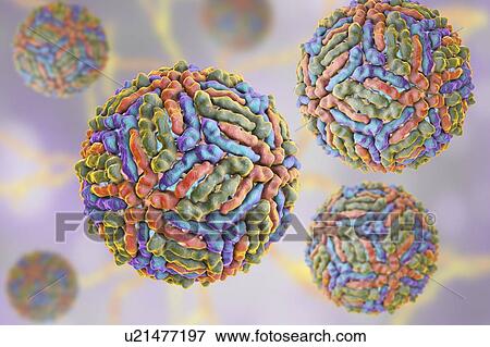 West Nile virus particle, computer illustration. West Nile virus (WNV) is known to cause encephalitis in humans. The WNV belongs to the flavivirus group, which are RNA (ribonucleic acid) viruses that are surrounded by an outer protein envelope. WNV is... View Large Photo Image Stock Photo - West Nile virus particle, computer illustration. West Nile virus (WNV) is known to cause encephalitis in humans. The WNV belongs to the flavivirus group, which are RNA (ribonucleic acid) viruses that are surrounded by an outer protein envelope. WNV is.... Fotosearch